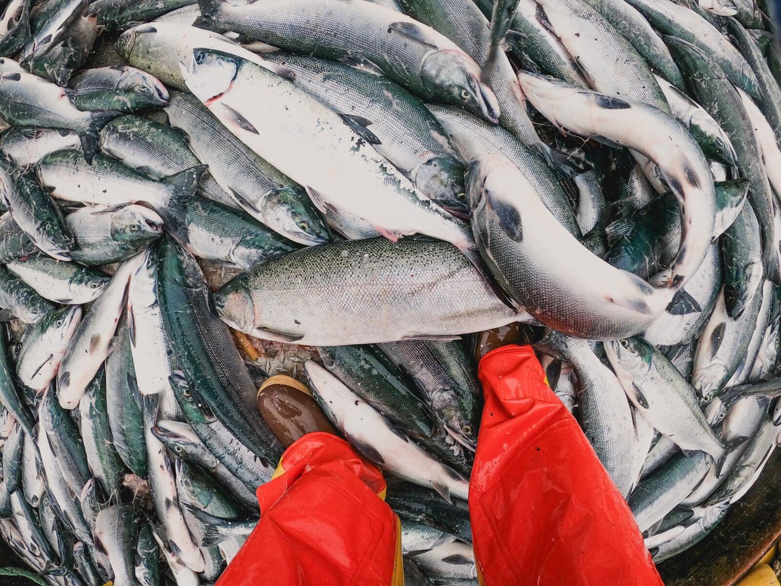 Picture of SBS employee orange boots standing in the middle of a deck full of salmon